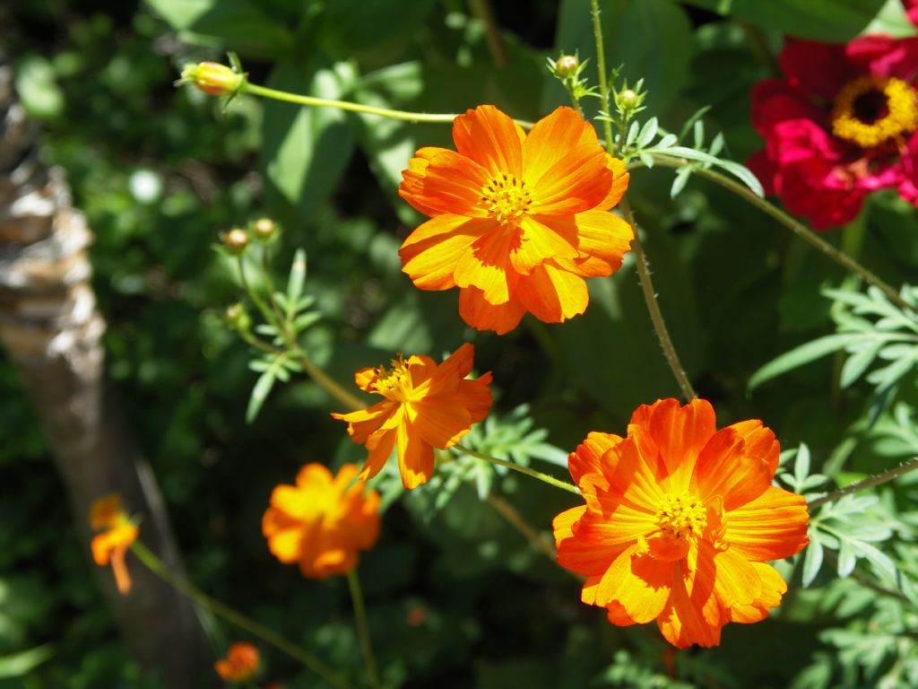 fleurs gardenroute